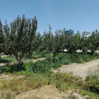 باغ فروشی بین ده حسن رباط|فروش دفتر صنعتی، کشاورزی، تجاری|رباط‌کریم, رباط‌کریم|دیوار