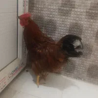 فروش یک عدد خروس