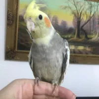 طوطی عروس هلندی اهلی نر ماده