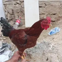 خروس در میاندوآب