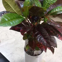 پرستار منزل شبانه روزی