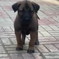 سگ مالینویز سگ جستجوگر