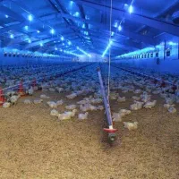 کارگر مرغداری