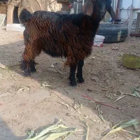 سه دانه بزغاله ماده|حیوانات مزرعه|دهلران, |دیوار