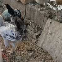 خروس های محلی اصل