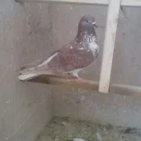 کبوتر سوسکی پرشی