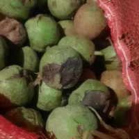 گردو|عمده‌فروشی|هرسین, |دیوار