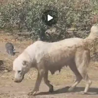 واگذاری لاس گله ای و همه نمونه