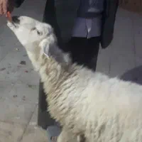 بره نر براتخمی