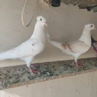 کبوتر|پرنده|بروجرد, |دیوار