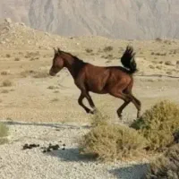 مادیون قاطر