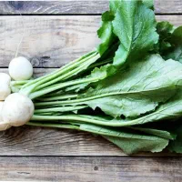 شلم تازه درجه یک (شلغم)|خوردنی و آشامیدنی|شباب, |دیوار