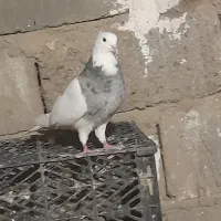 فروشی دوتاش ۲۵۰۰تومن|پرنده|کهنوج, |دیوار