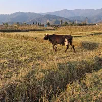 گاو دورگ محلی باگوساله نر