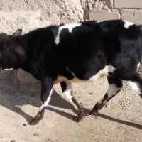 گوساله ماده