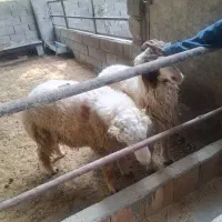بره