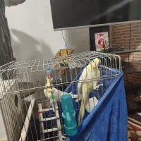 یک جفت عروس هلندی با قفس