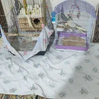 عروس هلندی|پرنده|تهران, اسکندری|دیوار