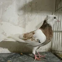 طوقی سبز پولک ساده