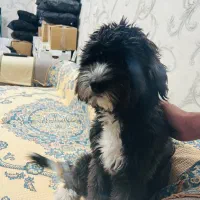 سگ شیتزو تریر|سگ|تهران, خلیج فارس|دیوار