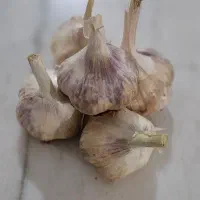 سیر ارگانیک