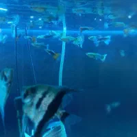 ماهی گوپی|ماهی|قم, باغ شریفی|دیوار