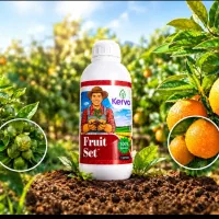 فروت ست با قیمت قبل(میوه درشت‌وباکیفیت)