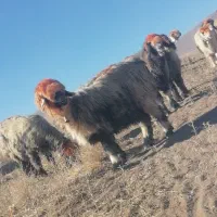 گله میش یکدست اصل جنس همه یک نشون یک ذات