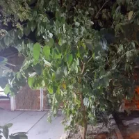 رهن و کرایه خانه در شهر رامین