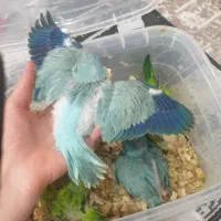 جوجه راهب سرلاکی