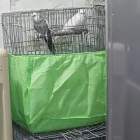 فروش دو جفت عروس هلندی مولد