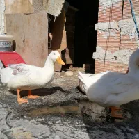 اردک و مرغ فروشی