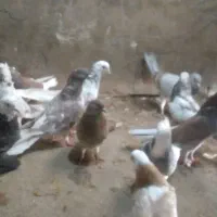 کبوتر پرشی