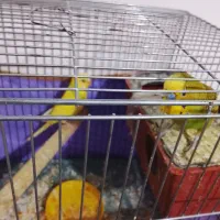 یک جفت مرغ عشق مولد 4 تخم‌