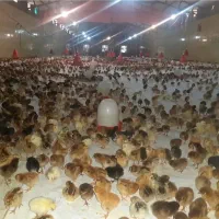 جوجه مرغ یکروزه محلی. جوجه یک روزه دورگ گلپایگان