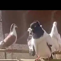 با توقی معامله می‌شود