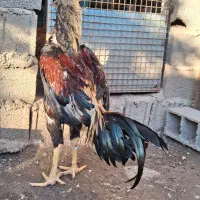 جوجه خروس لاری