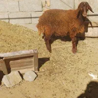 بره نر|حیوانات مزرعه|هریس, |دیوار