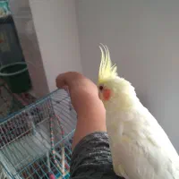 عروس هلندی|پرنده|قیدار, |دیوار