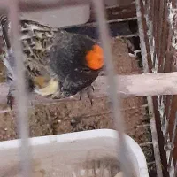 گلبسر قناری