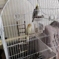 عروس هلندی جفت|پرنده|تهران, حبیب الله|دیوار