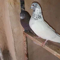 کفتر درجه یک