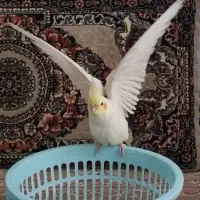 عروس هلندی|پرنده|مشهد, امیریه|دیوار