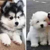 واگذاری قبول می کنم