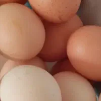 تخم مرغ ارگانیک محلی