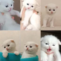 گربه|گربه|قرچک, |دیوار