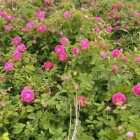 فروش انواع نهال مرغوب مستقیم از نهالستان|خدمات باغبانی و درختکاری|تاکستان, |دیوار