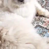 گربه ماده هیمالین