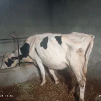 گاو هلشتاین شکم سوم با گوساله نر ۴ماهه مونت بیلیار