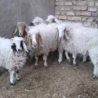 فروش گوسفند|حیوانات مزرعه|نرماشیر, |دیوار